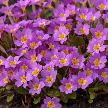 Primula vulgaris is a species of flowering plant in the family Primulaceae. Natural floral background or wallpaper