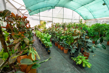 Greenhouse nursery with rows of potted tropical plants © Mirko