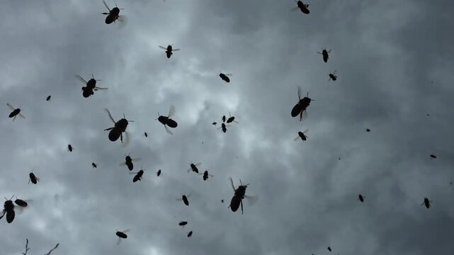 Bees are actively flying over the hive. 
Such an active movement of bees indicates the beginning of swarming.
