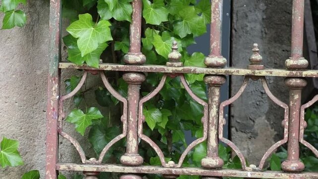 Ivy plant growing behind an old rusty iron fence