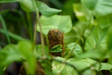 Moss pole among lush indoor pothos leaves © Mirko