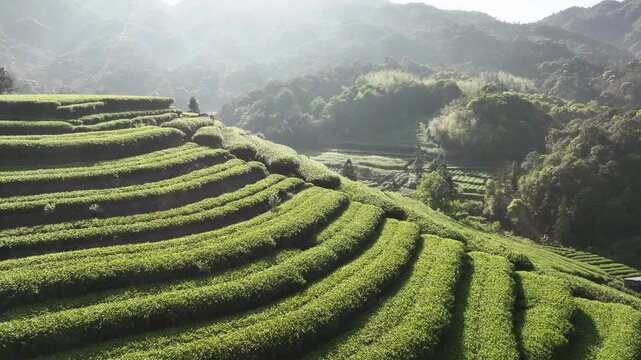 Wuyi Mountain terraced tea plantations bathed in morning light with misty hills and lush greenery