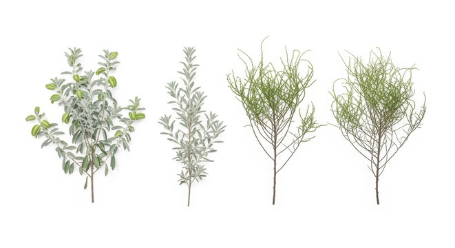 Atriplex canescens and Calligonum comosum set against a white background in bright light.