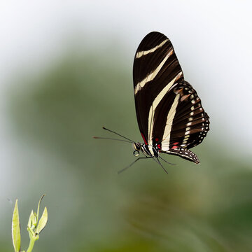 Zebra longwing butterfly with brownish-black and pale yellow and white stripes with red markings is flying towards a green plant against a blurred background.