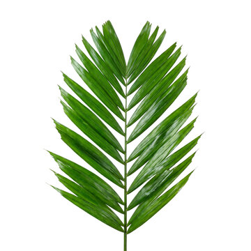 Cycad leaf png isolated green frond on transparent background for design