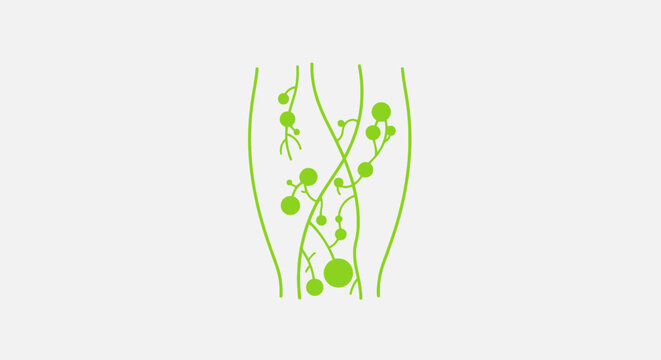 Lymph Nodes System with Green Vessels on White