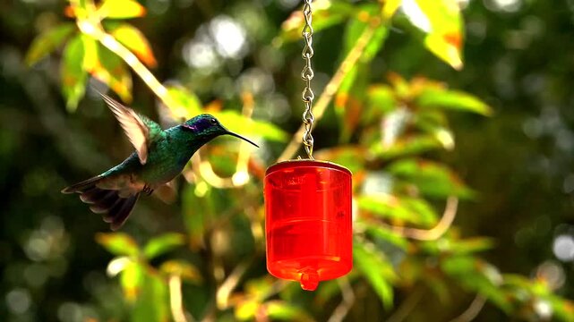 hummingbirds - artistic wingbeats of colibri flights at feeder, slo-mo 155