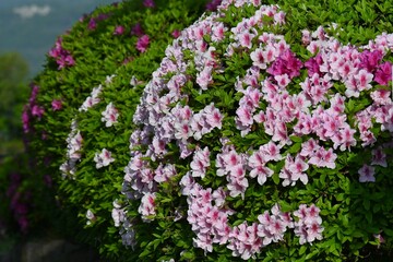 Obraz premium Azalea (Rhododendron) flowers. Ericaceae evergreen shrub. These flowers, which adorn the early summer landscape, are one of the most familiar plants to Japanese people.