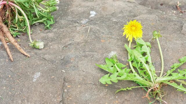 Dandelion Weed Pavement Flower Growth