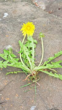 Vertical Dandelion Weed Pavement Flower