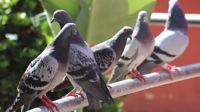 Pigeons Perch On A Park Railing In Sunlight
