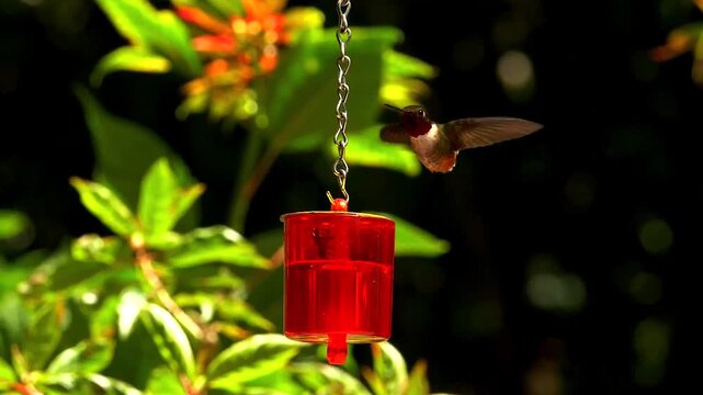 hummingbirds - artistic wingbeats of colibri flights at feeder, slo-mo 216