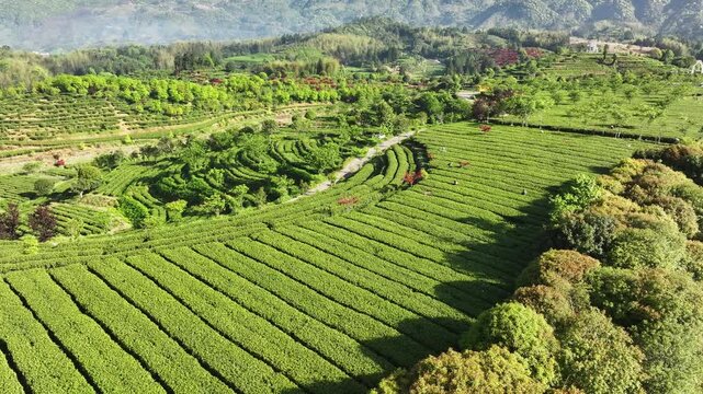 Terraced tea plantations layered with lush greenery in mountainous rural landscape