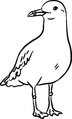 Fototapeta premium Seagull Standing Shorebird Sketch