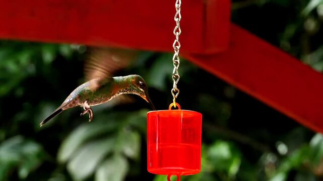 hummingbirds - artistic wingbeats of colibri flights at feeder, slo-mo 313