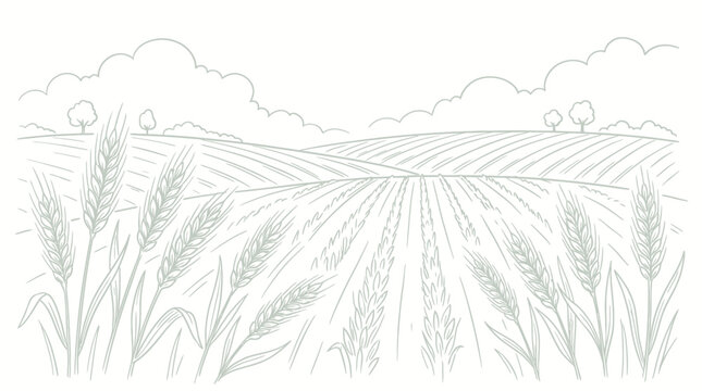 Hand drawn sketch of wheat field landscape with cereal ears and rolling hills under cloudy sky, concept for organic bakery branding, agricultural marketing and artisanal food packaging