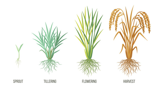 Growth cycle illustration of rice plants from sprout and tillering to flowering and harvest stages with roots, concept for agricultural education, farming infographics and botanical research