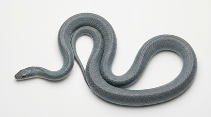 Fototapeta premium Blue racer snake with smooth bluish scales and slender body in clean studio composition. Isolated on White background