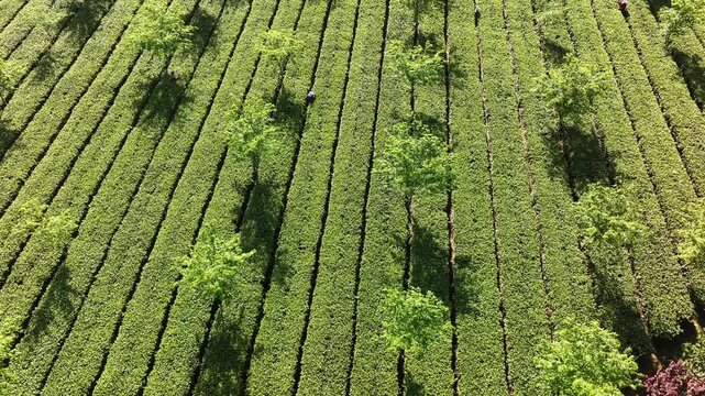 Aerial view of neatly arranged tea plants with interplanted trees in a lush green tea garden