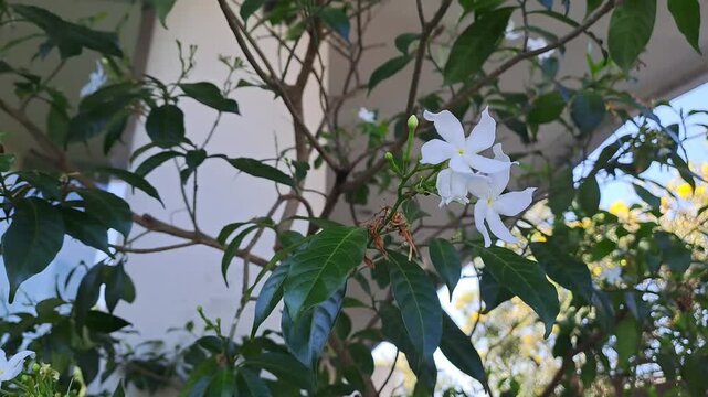 Close-up of beautiful white Jasminum sambac (Arabian Jasmine) flowers swaying gently in the wind. This aesthetic outdoor footage captures the delicate white blossoms and green leaves in a garden set.