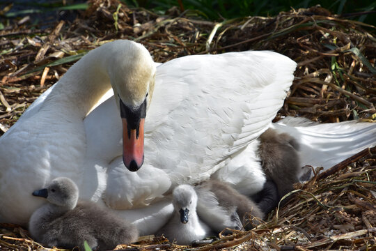 Family of Swans with Fluffy Grey Chicks in a Nest