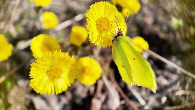 Close-up of yellow butterfly collecting nectar from coltsfoot flower with proboscis, then flying away. Pollination, spring nature and wildlife behavior concept.