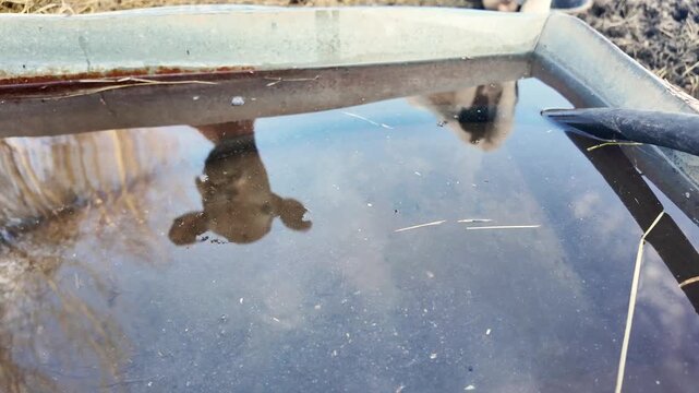 Reflection of a young calf in a farm water trough. Water surface shows ripples that gradually calm down, revealing a clear mirrored image of the animal. Rural environment concept.