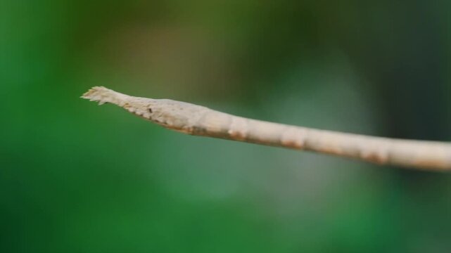 Close up of Langaha madagascariensis commonly known as Malagasy or madagascar leaf nosed snake. Madagascar Island.