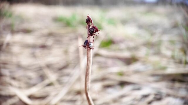 Close-up of multiple ticks crawling over each other on dry grass with green sprouts in background. Parasite infestation, disease risk and outdoor safety concept.