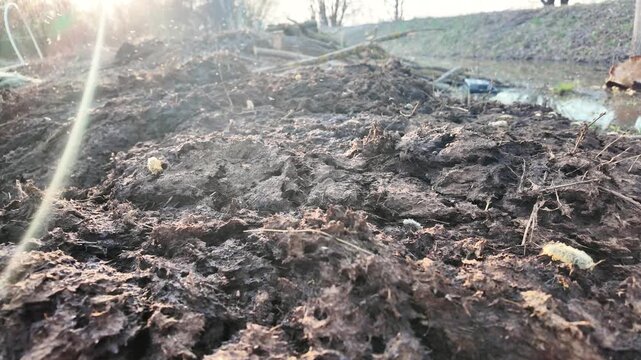 Close-up of manure pile on farm with many small flies swarming and flying above it. Sunlight beam creates warm backlight and highlights insect movement. Rural agricultural scene showing organic waste