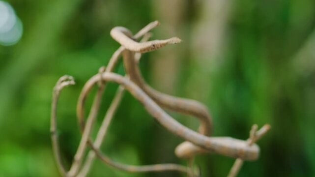 Close up of Langaha madagascariensis commonly known as Malagasy or madagascar leaf nosed snake. Madagascar Island.