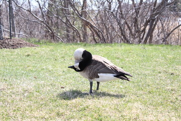 goose in the grass © Sonia