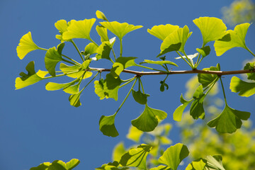 Zweig des Gingko im Frühling mit austreibenden Blättern © O.Riepe