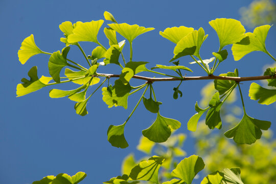 Zweig des Gingko im Fr&uuml;hling mit austreibenden Bl&auml;ttern