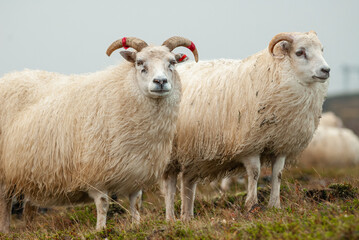 Fototapeta premium Close up of Icelandic sheep with curved horns standing in grassy field rural farm animal in Iceland