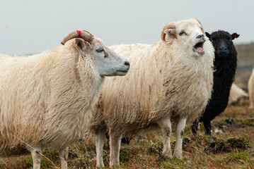 Fototapeta premium Close up of Icelandic sheep with curved horns standing in grassy field rural farm animal in Iceland