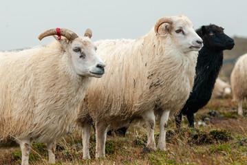 Fototapeta premium Close up of Icelandic sheep with curved horns standing in grassy field rural farm animal in Iceland