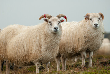 Fototapeta premium Close up of Icelandic sheep with curved horns standing in grassy field rural farm animal in Iceland