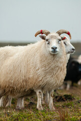 Naklejka premium Close up of Icelandic sheep with curved horns standing in grassy field rural farm animal in Iceland