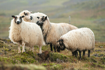 Fototapeta premium Icelandic sheep standing in field in front in rural countryside landscape Iceland