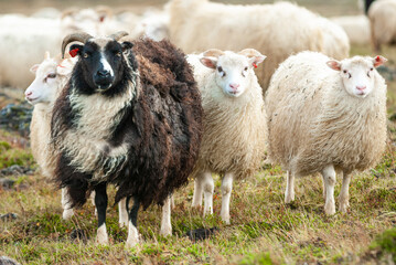 Fototapeta premium Icelandic sheep standing in field in front in rural countryside landscape Iceland