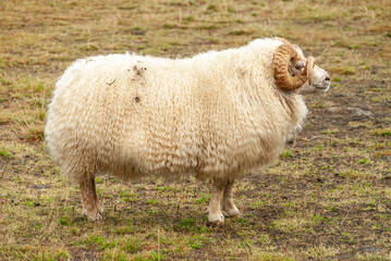 Obraz premium Icelandic sheep standing in field in front in rural countryside landscape Iceland