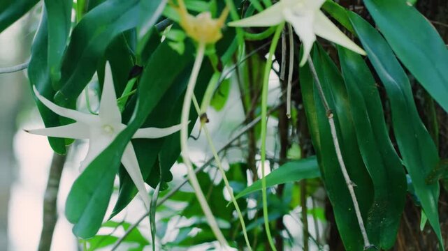A beautiful footage of a Angraecum sesquipedale plant (a type of Orchid plant) in Madagascar rainforest.