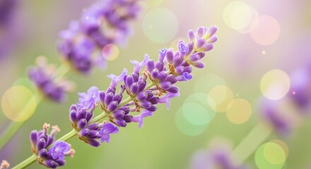 Fototapeta premium Close-up Macro Photography of Lavender Flowers with Soft Bokeh Lights, Ideal for Aromatherapy and Wellness Marketing