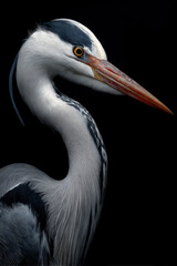 Fototapeta premium Portrait of a grey heron before black background