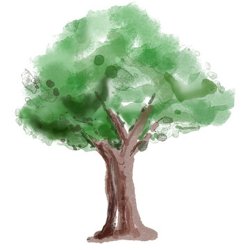 Watercolor green tree illustration. Natural hand painted botanical design.