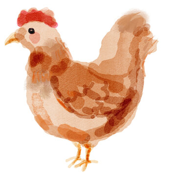 Watercolor chicken illustration. Farm animal hand painted style design.