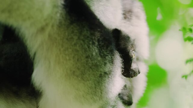 Close up of a newborn indri (black and white lemur) with her mother. Tropical rainforest of Madagascar island.