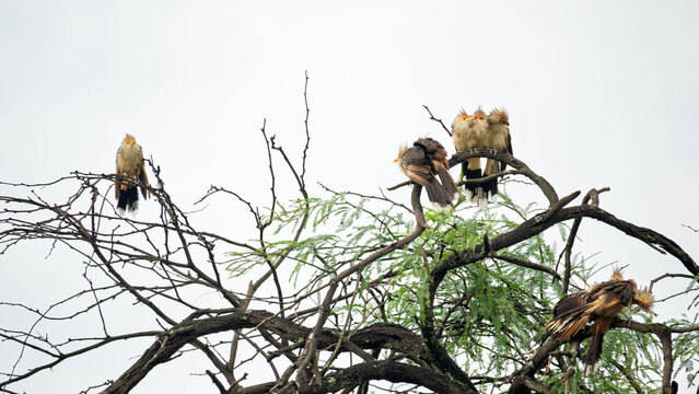 Grupo de aves &ldquo;machilo&rdquo; posadas en &aacute;rbol sec&aacute;ndose al sol luego de la lluvia, comportamiento social natural