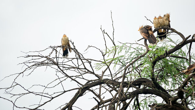 Grupo de aves &ldquo;machilo&rdquo; posadas en &aacute;rbol sec&aacute;ndose al sol luego de la lluvia, comportamiento social natural